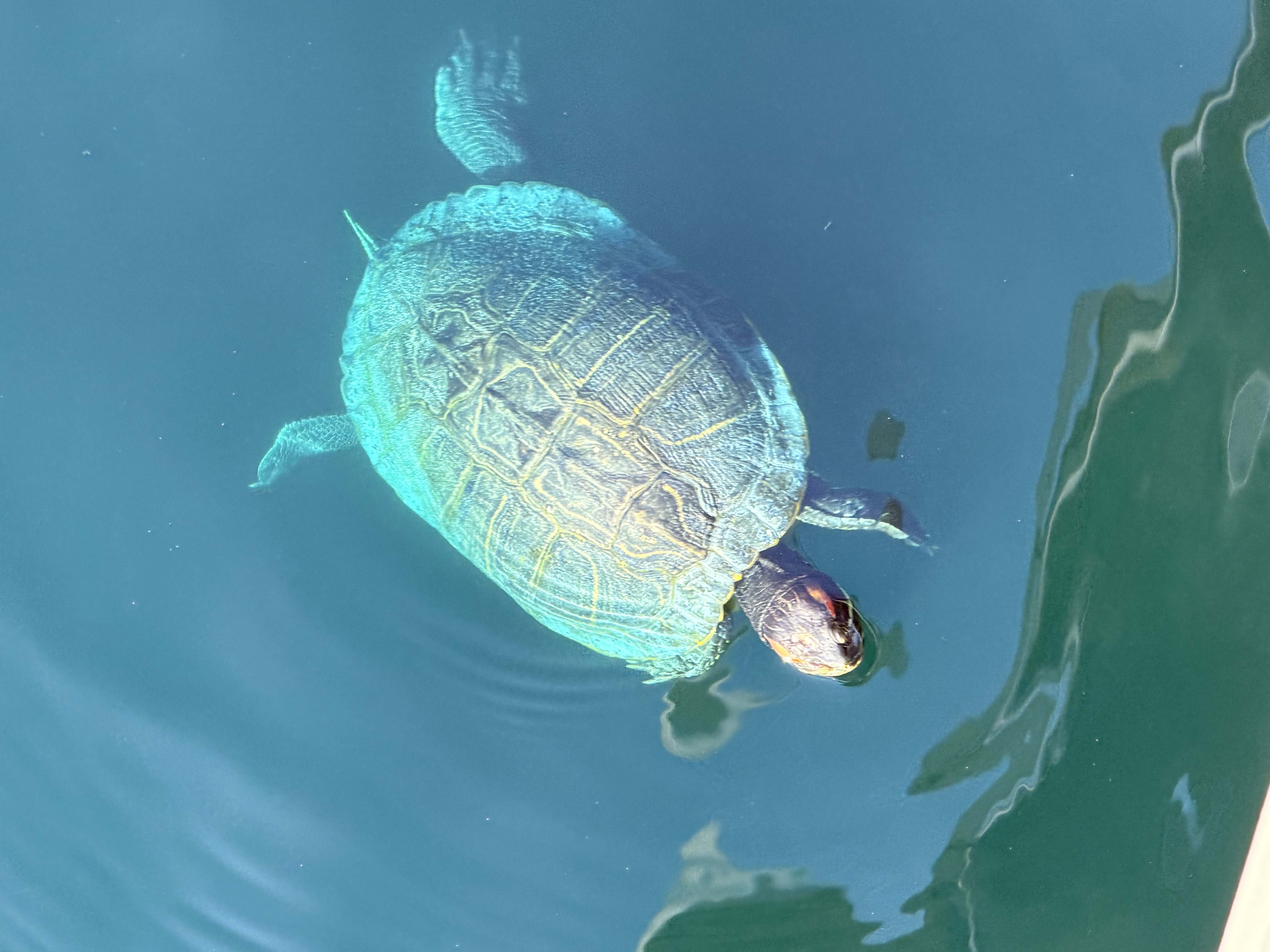 Turtle